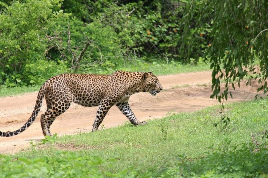 Full day Safari – Yala National Park – 04.30 am to 06.00 pm with – Janaka safari
